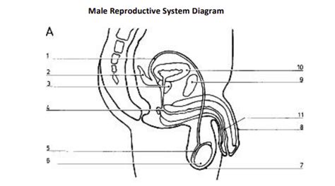 Anatomy Male Reproductive System Part 1 Of 2 Diagram Quizlet