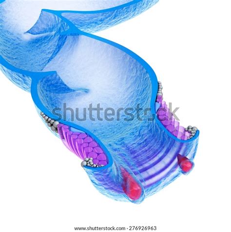 Hemorrhoids Anal Disorders Xray View