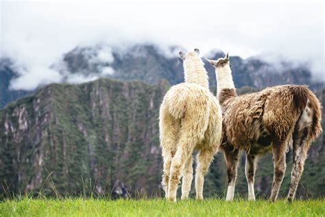 24 Fun Facts About Llamas Llama Llama Alpaca Animals