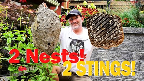 Removing 2 Yellow Jacket And Hornet Nests SWARMED AND STUNG Wasp Nest