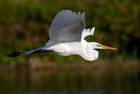 Florida Photo Tours and Workshops — Slonina Nature Photography