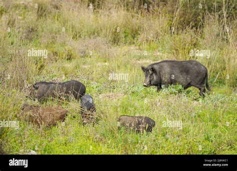 Boar pig hybrid hi-res stock photography and images - Alamy