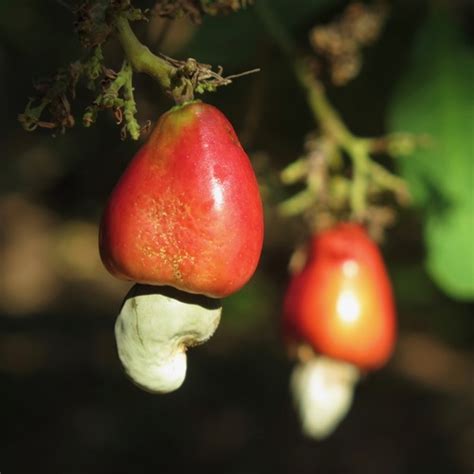 Mara N Anacardium Occidentale Naturalista Colombia