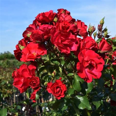 Троянда Рот Зе Фейрі, Rosa polyantha Rote The Fairy, 3-х річні, С2 ...