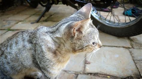 A Very Cute Street Cat But He Always Has Tears In His Eyes YouTube