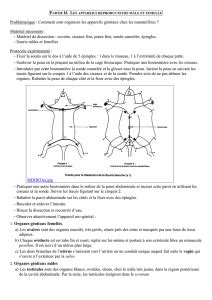 5C3 Dissection Souris