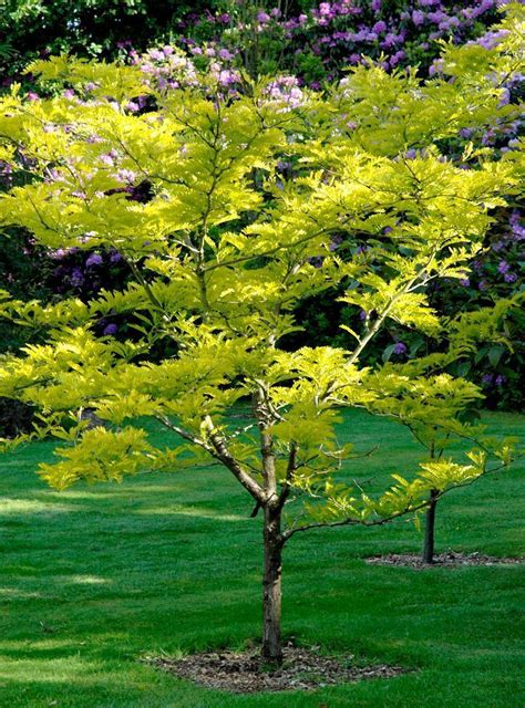 Superbes Petits Arbres Pour Petit Jardin Arbres Pour Petit Jardin