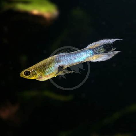 LIVEBEARER ENDLER S JAPANESE BLUE Poecilia Wingei Aquatics Unlimited