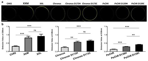 Mutated Channelrhodopsins With Increased Sodium And Calcium Permeability