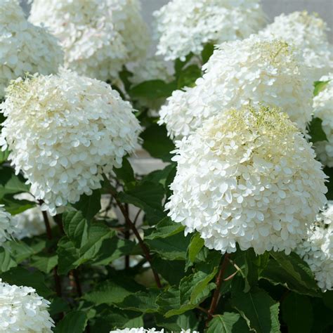 Hortensia paniculé 'Bobo' - Hydrangea - Gardencenter.ch