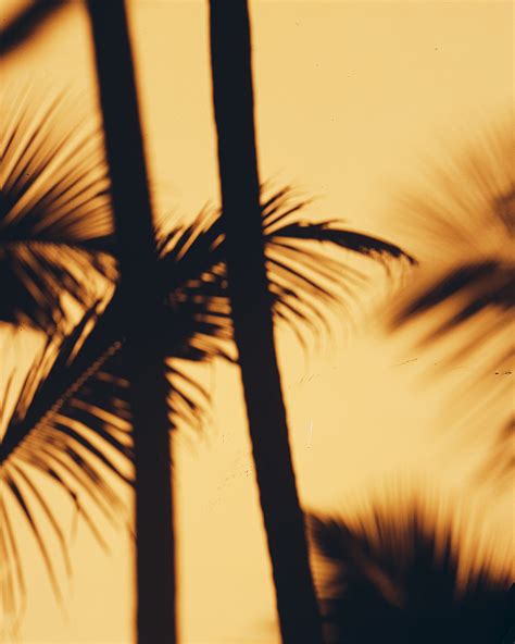 no people, dominican republic, coconut palm tree, sunset, growth