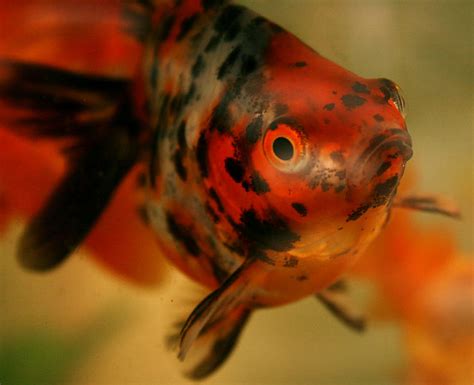 Goldfish Care Types Pictures Diseases And Treatment Calico