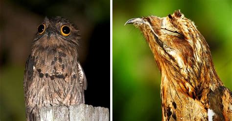 The Potoo Appreciation Post: 15 Pictures Proving Just Why This Bird Is The Best Bird - Animal ...