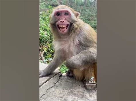Обезьяна смеётся!#short #respect #животные #александрсуворов - YouTube