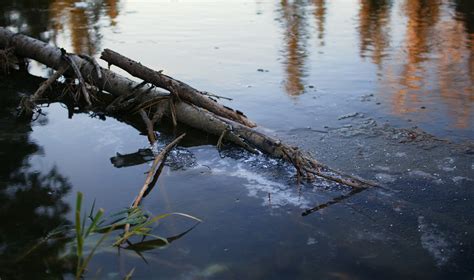 Free Images Tree Water Nature Branch Winter Sunlight Morning