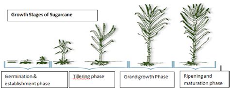 Sugarcane Growth Stages