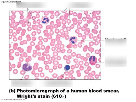 A P Ch 17 Blood Smear Diagram Quizlet