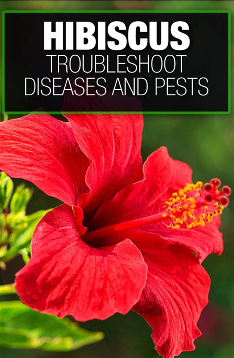 Hibiscus Problems — In Depth Diseases And Pests Guide