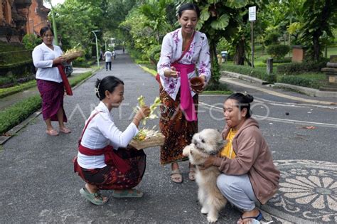 Upacara Tumpek Uye Di Bali Antara Foto