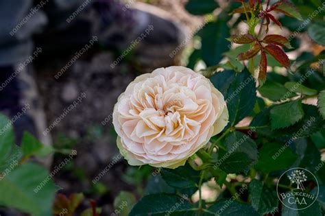 Шампань Рококо - Волжский Сад