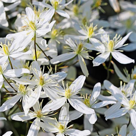 Clematis Paniculata Easy To Grow Bulbs