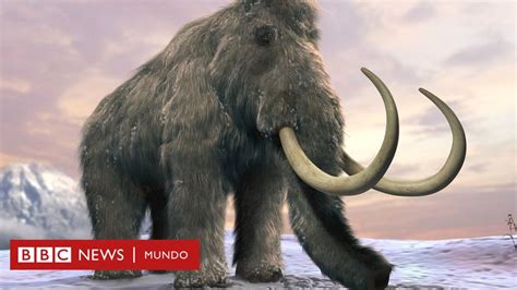 Cómo Fueron Los Desesperantes Días Finales Del último Mamut De La