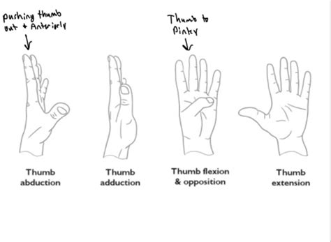 Wrist And Hand Biomechanics Flashcards Quizlet