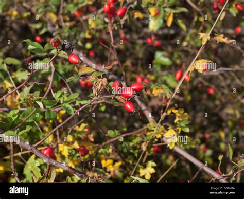 Frutti Maturi Di Rosa Canina Immagini E Fotografie Stock Ad Alta