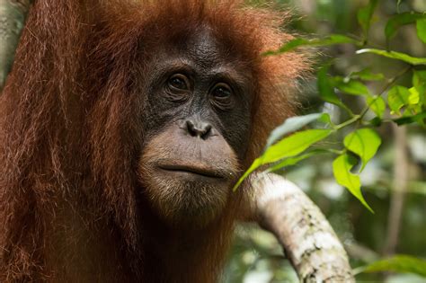 Orangutan Tours - Explore The Biodiverse Tanjung Putting National Park ... 