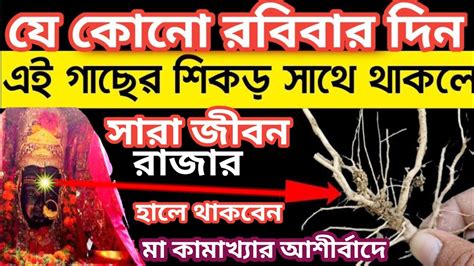 যে কোন রবিবার এই গাছের শিকড় সাথে থাকলে সারাজীবন রাজার হালে থাকবেন 100