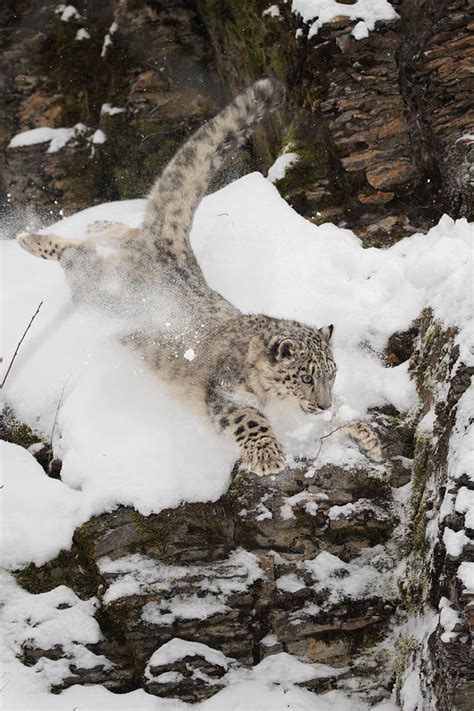 A leaping Snow Leopard Photograph by Jeannette Katzir