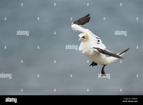 Northern Gannet Morus Bassanus A Single 4th Year Plumaged Bird In