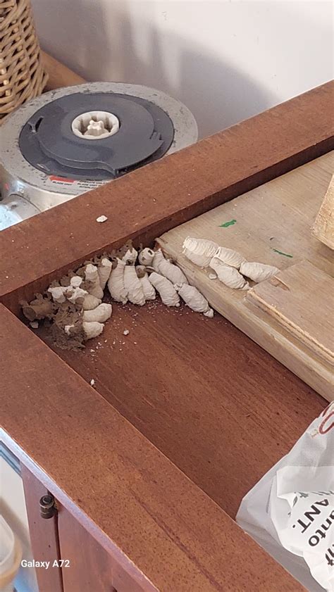 What In The Actual Fuck Is This R Insects