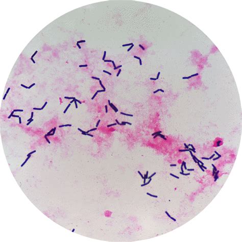 Gram Stain GIFs Get The Best On GIPHY