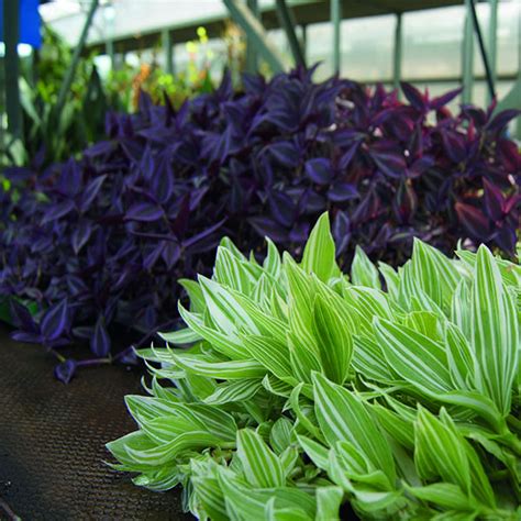 Традесканция (Tradescantia) укорененные черенки купить оптом в ...