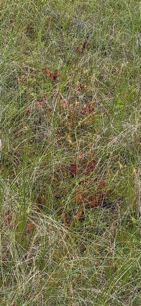 Big Bog Boardwalk (MN) : r/SavageGarden