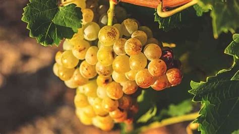 Moscato bianco Wine Guide - Wine Dharma