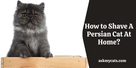 Persian Cat Haircuts: Persian Cat Grooming Guide