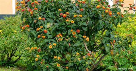 Tips On Growing And Care Of Lantana In Pots