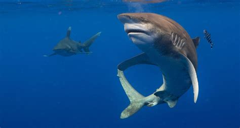 How dangerous is the Oceanic whitetip shark & White reef shark?