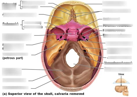 Superior Skull Anatomy