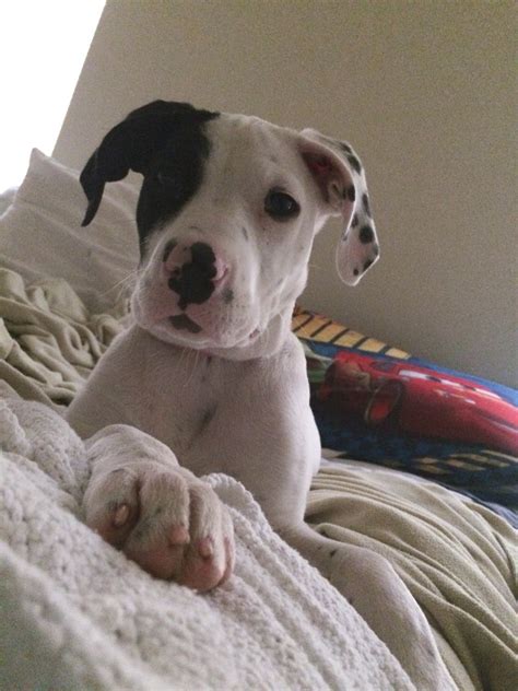 Pitbull Mixed With Great Dane Puppies