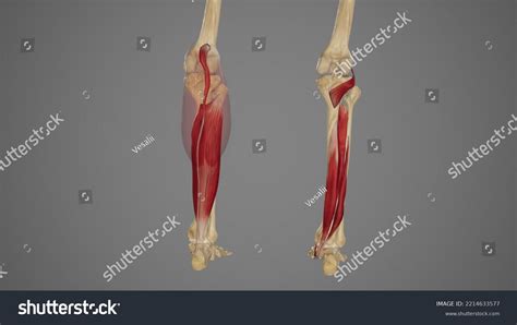 Plantar Flexion Muscles