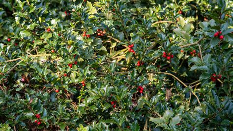 Holly Bushes - How To Grow And Care? - Green Packs
