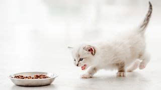 How much food should a kitten eat? We asked a vet | PetsRadar