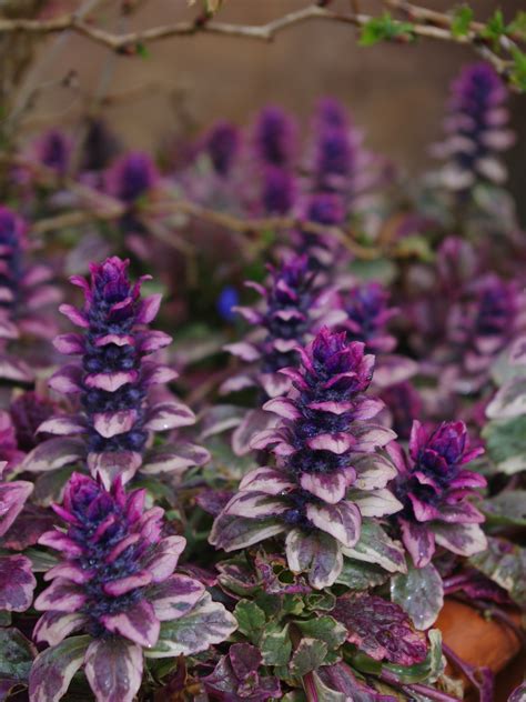 Ajuga Reptans Burgundy Glow Beth Chattos Plants