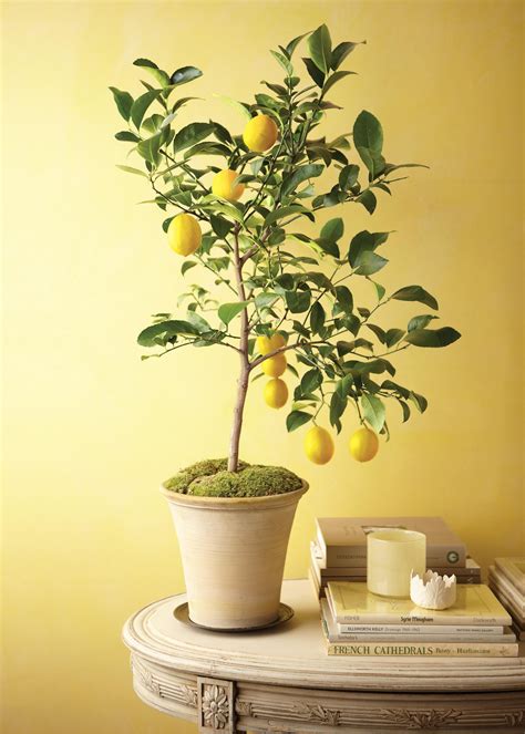 The Next Statement House Plant: R.I.P. Fiddle-Leaf Fig Tree - WSJ