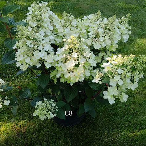 Гортензія волотиста Бі Хеппі, "Hydrangea Bee Happy" | САД ПОЛТАВИ