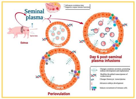 Ijms Free Full Text Seminal Plasma Relevant For Fertility