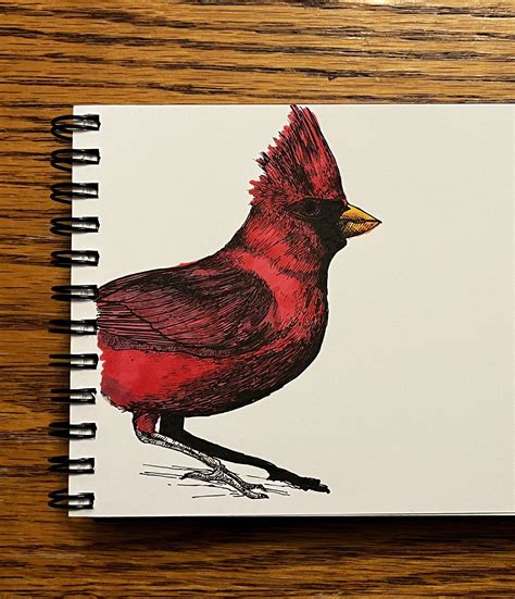 Northern Cardinal sketch. My first bird drawing 👍 : r/birding